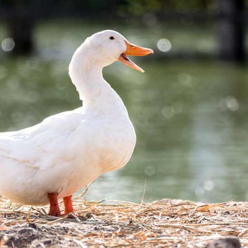 canard blanc mare