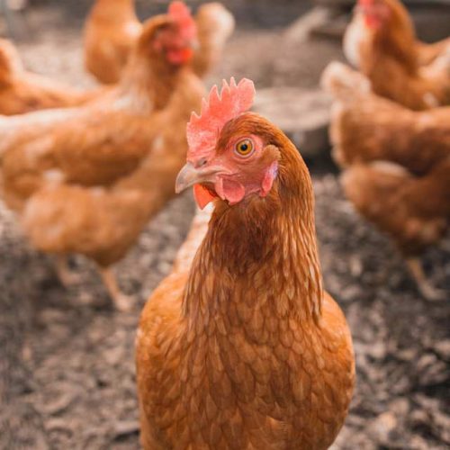Poule rousse Poule rousse